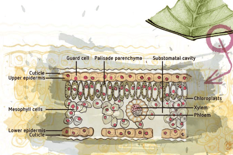 Cross section through a leaf showinf sections such as the guard cell, cuticle, xylrm and chloroplasts